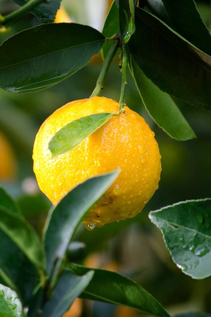 Close-up of a ripe lemon with dewdrops surrounded by green leaves, symbolizing freshness and vitality.